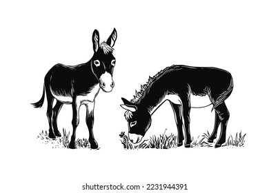 Grazing donkeys. Hand drawn realistic vector illustration. Engraving style.