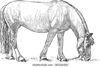 grazing horse