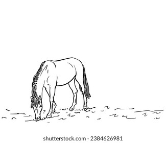 Grazing horse freehand sketch, Hand drawn illustration of horse eating grass, Full-length standing animal