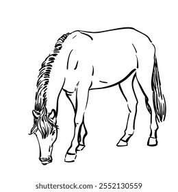 Cavalo de pasto isolado, ilustração desenhada à mão de animal de fazenda, esboço vetorial