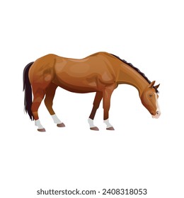 Grazing horse. Vector illustration isolated on a white background in a realistic style