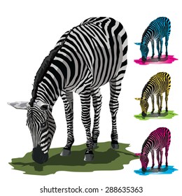 Grazing zebra isolated on white background.Vector, illustration of animal.