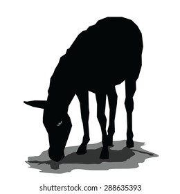 Grazing zebra silhouette isolated on white background. Vector, illustration of animal.