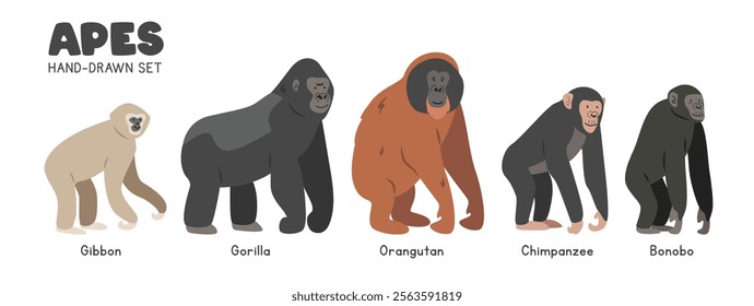 Great ape cartoon clipart set. Gibbon, gorilla, orangutan, chimpanzee, bonobo vector illustrations in flat style. Hand-drawn wild animals concept