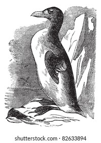 Great Auk (Alca impennis), vintage engraved illustration.Trousset encyclopedia (1886 - 1891).