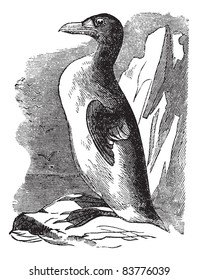 Great Auk (Alca impennis), vintage engraved illustration.Trousset encyclopedia (1886 - 1891).