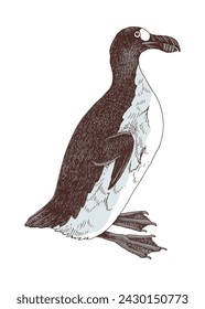 Great auk extinct flightless bird