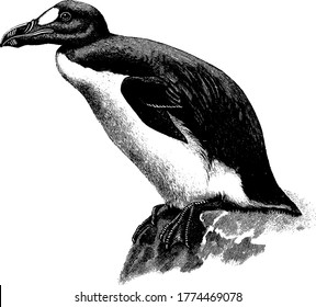 The Great auk is a flightless seabird extinct since 1844. Great auks belonged to the family Alcidae, and also called garefowl., vintage line drawing or engraving illustration.