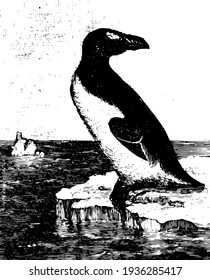 Great Auk, die einzige moderne Art der Gattung Pinguinus, Vintage Linie Zeichnung oder Gravitation Illustration.