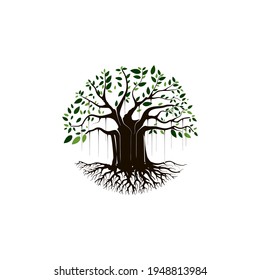 Great of banyan tree vector illustration. hanging roots of a plant.