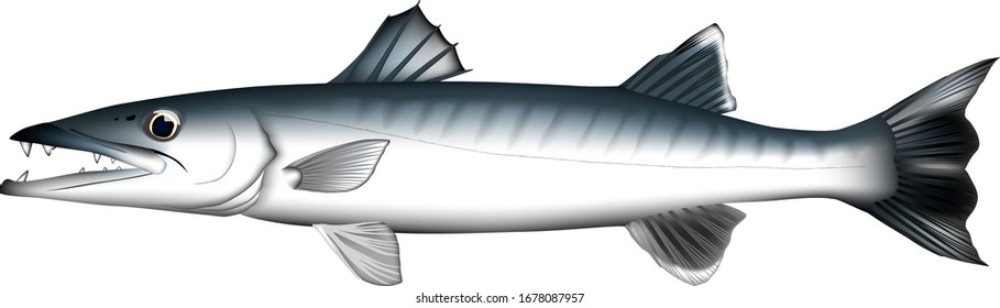 'Great barracuda' illustration, vector eps real art