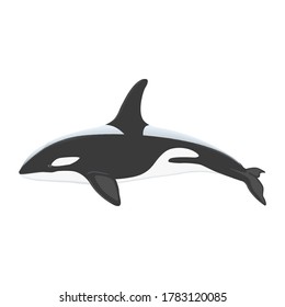 Great Black Orca Aquatic Animal In the Ocean Design