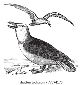 Great Black-backed Gull Or Larus Marinus, Vintage Engraving. Old Engraved Illustration Of Great Black-backed Gull With Bird Flying Over. Trousset Encyclopedia