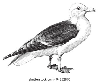 Great Black-backed Gull (Larus marinus) / vintage illustration from Meyers Konversations-Lexikon 1897