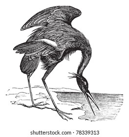 Great Blue Heron (Ardea herodias) vintage engraving. Old engraved illustration of beautiful Great Blue Heron. Trousset Encyclopedia