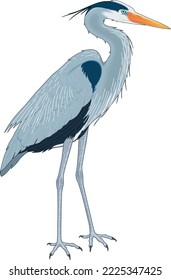 Great Blue Heron Vector Illustration