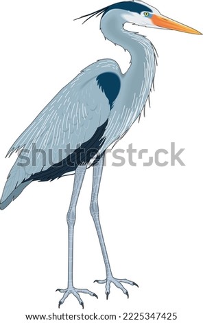 Great Blue Heron Vector Illustration