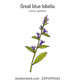 Great blue lobelia (Lobelia siphilitica), ornamental and medicinal plant. Hand drawn botanical vector illustration