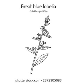 Great blue lobelia (Lobelia siphilitica), ornamental and medicinal plant. Hand drawn botanical vector illustration