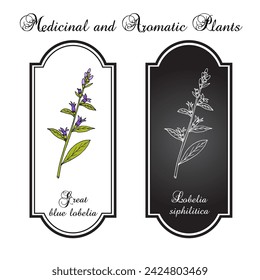 Great blue lobelia (Lobelia siphilitica), ornamental and medicinal plant. Hand drawn botanical vector illustration