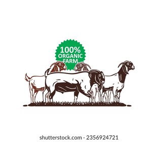 GREAT BOER GOATS STANDING, silhouette of healthy rams in farm vector illustrations.