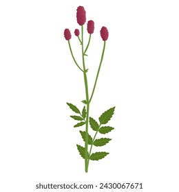 Große Brennnase, Feldblume, Vektorzeichnung wilder Pflanzen auf weißem Hintergrund, Sanguisorba officinalis , Blumenelement, handgezeichnete botanische Illustration