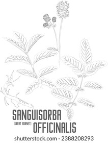 Große Burnet Blumen Vektorkontur. Sanguisorba officinalis Umriss. Set von Sanguisorba officinalis Wurzelblättern in Line für Arzneimittel. Konturzeichnung von Heilkräutern