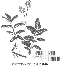 Große Burnet-Pflanze, Vektorsilhouette. Medicinal Sanguisorba officinalis Pflanzenumriss. Set von Sanguisorba officinalis Blumen Blätter Wurzel in Line für Arzneimittel. Konturzeichnung von Heilkräutern