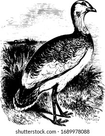 Pelican Bird Line Art Drawing Vector Stock Vector (Royalty Free) 1862952040