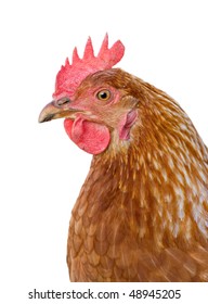 great closeup image of a hen on white background