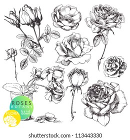 Great collection of highly detailed hand drawn roses isolated on white background