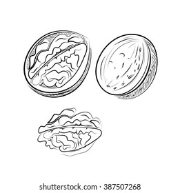 Great collection of highly detailed hand drawn nuts.