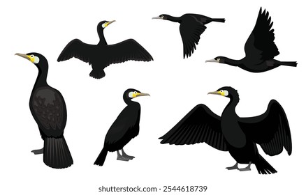 Great Cormorant Bird Various Poses Cartoon Vector Character