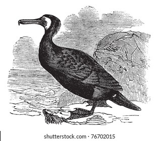 Great Cormorant or Great Black Cormorant or Black Cormorant or Black Shag or Phalacrocorax carbo, vintage engraving. Old engraved illustration of a Great Cormorant. Trousset Encyclopedia