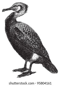 Great Cormorant (Phalacrocorax carbo) / vintage illustration from Meyers Konversations-Lexikon 1897