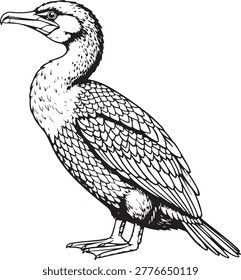 Great cormorant standing, black and white vector illustration. Water bird with long neck, isolated on white background.