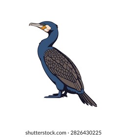 Great Cormorant Vector Illustration Isolated on White Background, Aquatic Bird Profile Side View