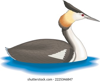 Great Crested Grebe Vector Illustration