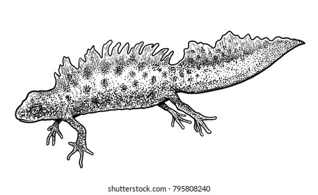 Great Crested Newt illustration, drawing, engraving, ink, line art, vector