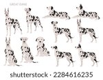 Great Dane clipart. Different poses, coat colors set.  Vector illustration