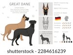 Great Dane clipart. Different poses, coat colors set.  Vector illustration