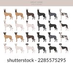 Great Dane clipart. Different poses, coat colors set.  Vector illustration