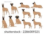 Great Dane clipart. Different poses, coat colors set.  Vector illustration