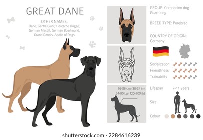 Great Dane clipart. Different poses, coat colors set.  Vector illustration