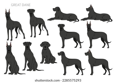 Great Dane clipart. Different poses, coat colors set.  Vector illustration