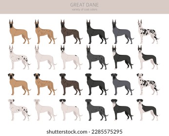 Great Dane clipart. Different poses, coat colors set.  Vector illustration