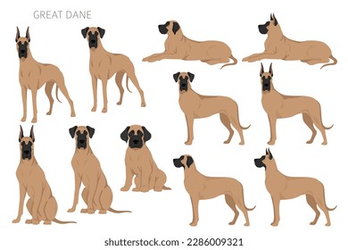Great Dane clipart. Different poses, coat colors set.  Vector illustration