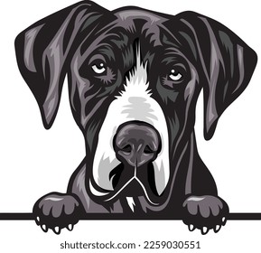 Great Dane Color Peeking Dogs. Color image of a dogs head isolated on a white background. Dog portrait, Vector illustration