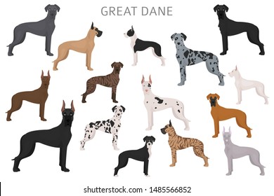 Great dane. Different variaties of coat color dog set.  Vector illustration