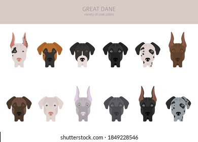 Great dane. Different varieties of coat color dog set.  Vector illustration